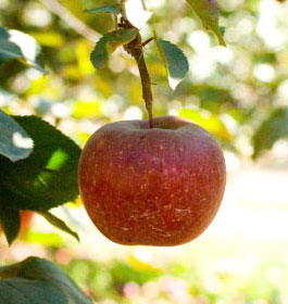 Apple at Georgia Orchards