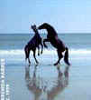 Georgia Horses on Cumberland Island