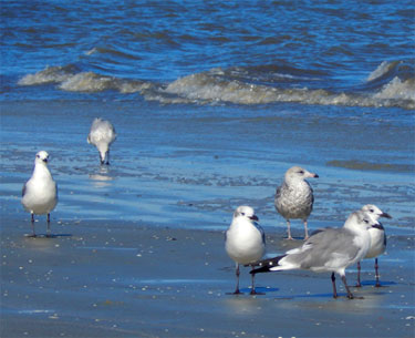 Birds at Jekyll Island ocean shoreline