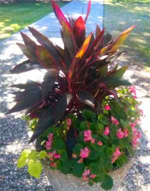 Plants in Jekyll Island Georgia