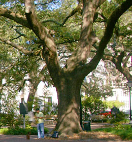 Big tree at Johnson Square in Savannah Georgia