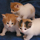 Kittens in group