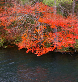 Fall leaves at Georgia lake