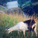 Goat at Lake Lanier Dam