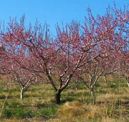 GA Orchard trees