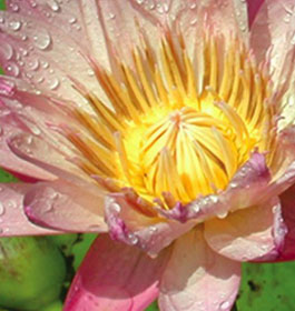 Lockerly Arboretum Flower