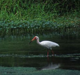 Bird at Magnolia Springs State Park