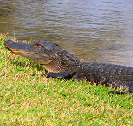 Aligator at Magnolia Springs State Park
