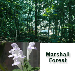 Marshall Forest