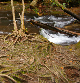 Tree roots at Minnehaha Falls