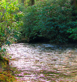 Mulky Creek at Mulky Campground
