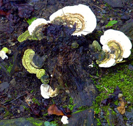 Mushrooms in Georgia forest