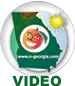 N-Georgia.com Video