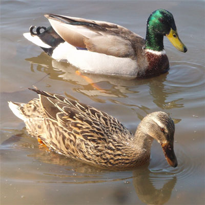 Ducks swimming at Newman Wetlands Center