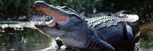 Alligator at Okeefenokee NWR