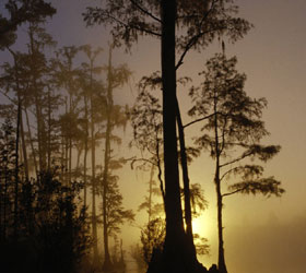 Okefenokee National Wildlife Refuge at night