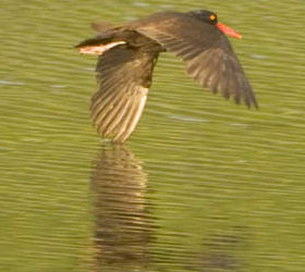 Black Oystercatcher at Okefenokee NWR