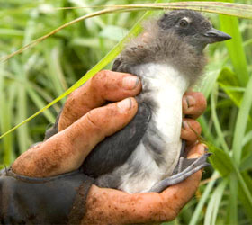 Cassin's Auklet at Okefenokee NWR