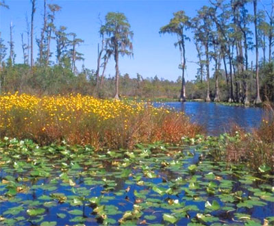 Scenery at Okefenokee National Wildlife Refuge