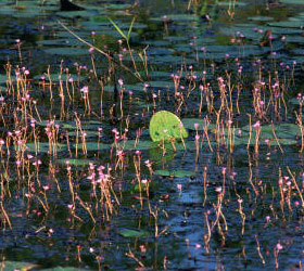 Pretty plants at Okefenokee NWR