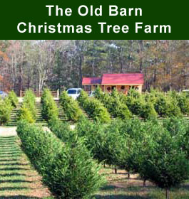 Old Christmas Tree Barn Farm