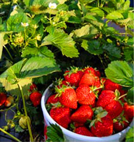 Ottawa Farms Strawberries