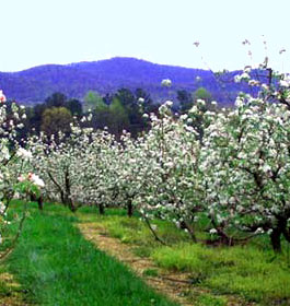 Panorama Orchards