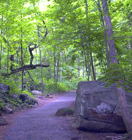 Hiking Trail in GA woods