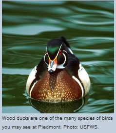 Duck at Piedmont National Wildlife Refuge