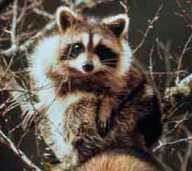 Raccoon at Piedmont National Wildlife Refugee