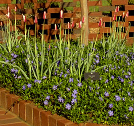 Pretty flowers