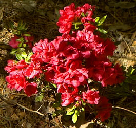 Red Flowers at Georgia park