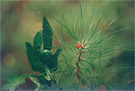 Little Red Lady Bug in Plant