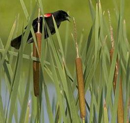 Bird at Georgia State Park