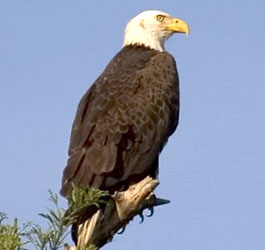 Bald Eagle at Reed Bingham State Park