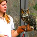 Owl at Reed Bingham State Park