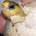 Baby turtle at Reed Bingham State Park