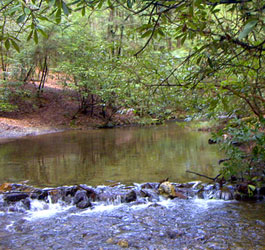 Forest creek and waterfall