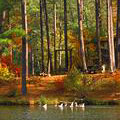 Ducks at lake at F. D. Roosevelt State Park