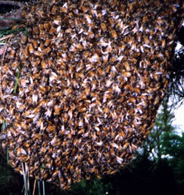 Ross Berry Farms Bees