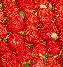 Beautiful Red Strawberries at Rutland farms