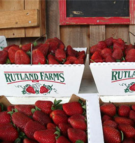 Rutland Farms Strawberries