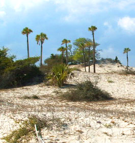 Sand dunes and palm trees at Georgia island