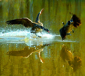 Wild ducks at Sandy Creek Nature Center