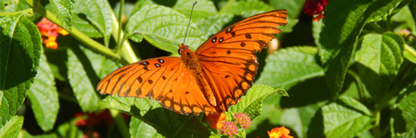 Butterfly at Coastal Georgia Botanical Gardens