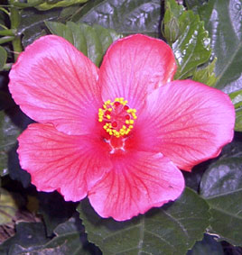 Beautiful flower at GA coast and islands
