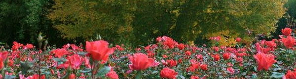 Roses and Maple Tree at Garden