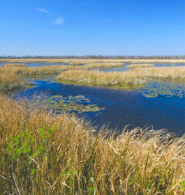 Savannah National Wildlife Refuge marsh area