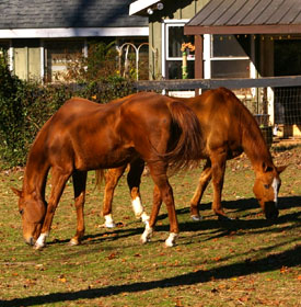 2 Horses at Save Our Horses