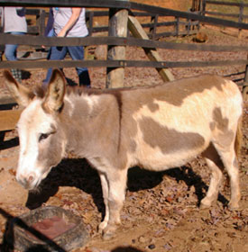 Minarature Donkey